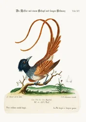 La gazza crestata dalla lunga coda, 1749-73